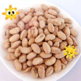 কোশার হালাল লেপযুক্ত রোস্ট স্পাইসি হলুদ এডামাম